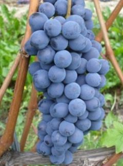 Barbera