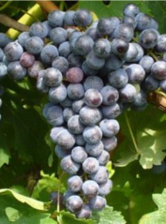 Cabernet Franc