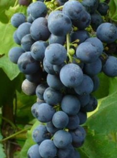 Calabrese (Nero d'Avola)