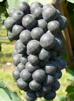 Pinot Nero