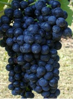 Malvasia Nera di Brindisi