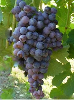 Nerello Mascalese