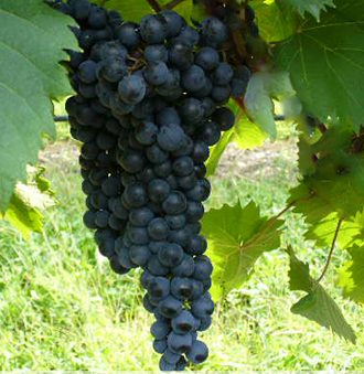 Refosco dal Peduncolo Rosso Grape