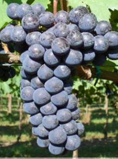 Sangiovese